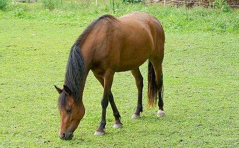 brown horse, browse, hoofed animals