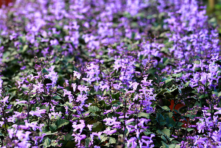 flowers, purple, garden, background, wallpaper
