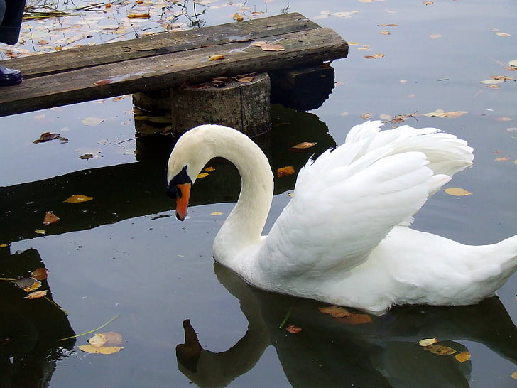 Swan, fåglar, härlig, vatten, naturen, svanar, eleganta