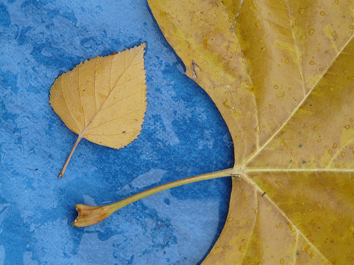 blader, størrelse sammenligning, stil, blad årer, høst, fallet løvverk, Maple leaf