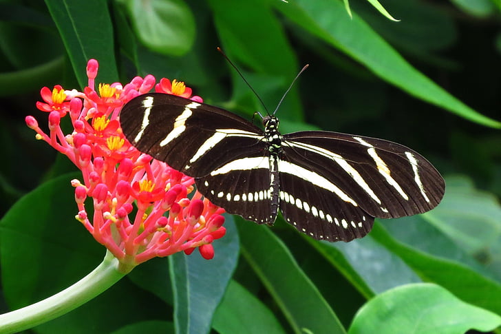 motýľ, hmyzu, makro, farebné, rastlín, voľne žijúcich živočíchov, Príroda