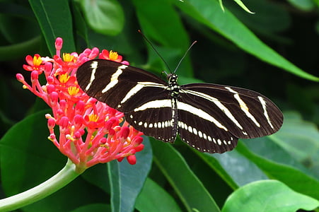 motýl, hmyz, makro, barevné, závod, volně žijící zvířata, Příroda