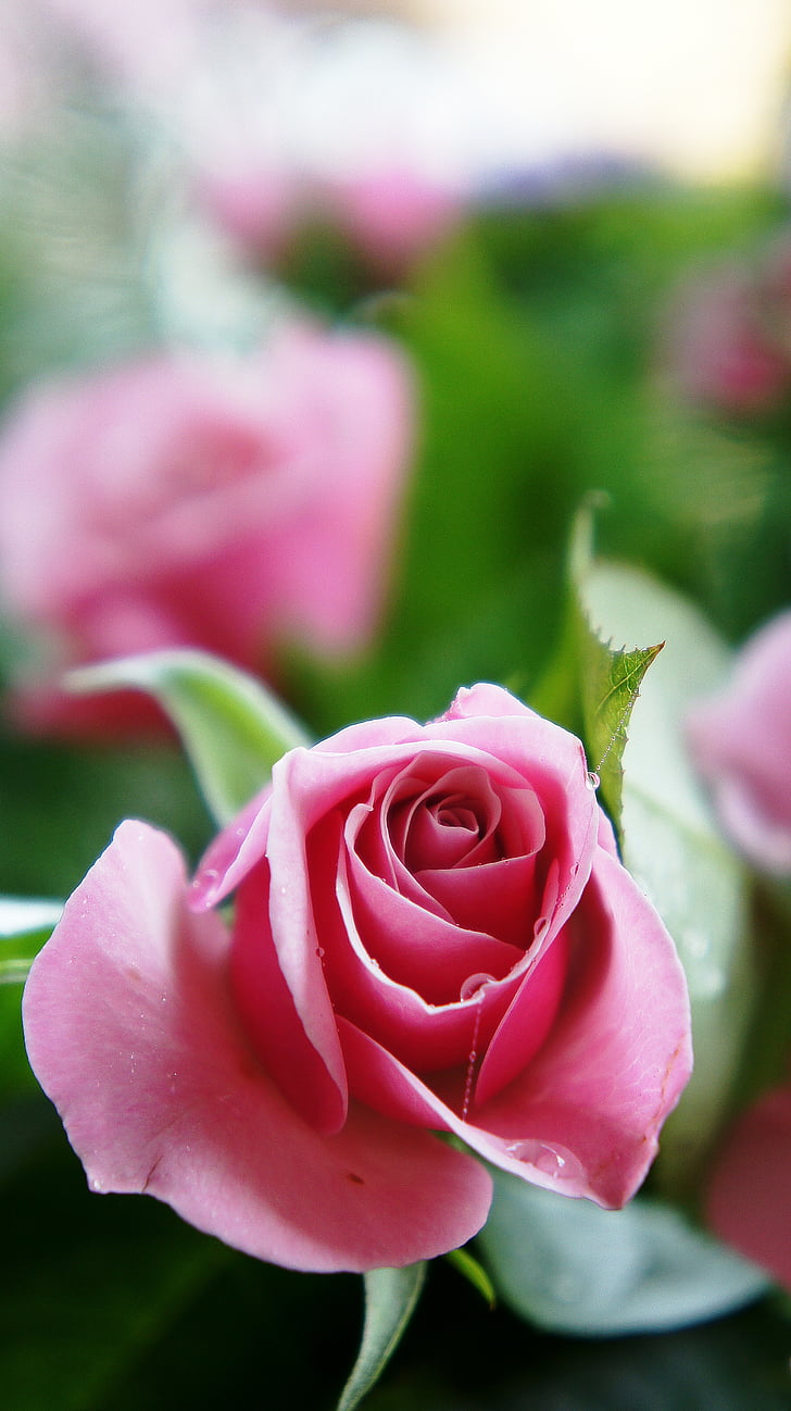 naik, Pink rose, merah muda, bunga, bunga, bunga, musim panas