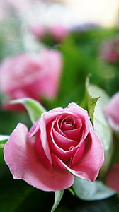 rose, pink rose, pink, pink flower, flower, flowers, summer
