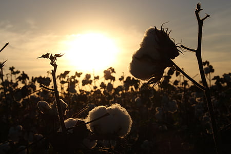 algodón, cultivo, campo, Brasil, naturaleza, puesta de sol, al aire libre