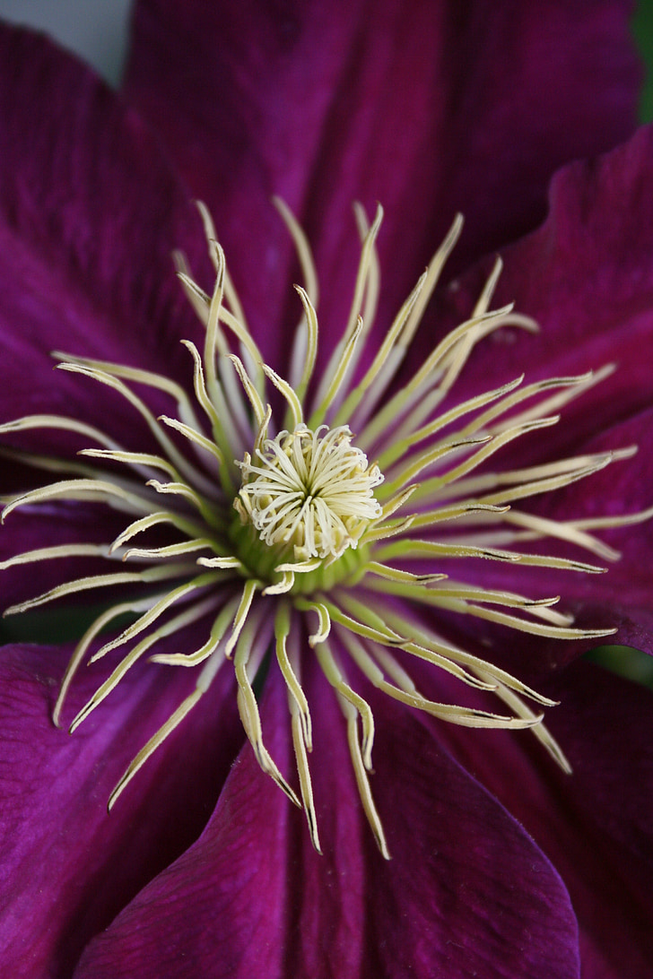 bloem, Clematis, meeldraad, natuur, plant, bloem-hoofd, Close-up