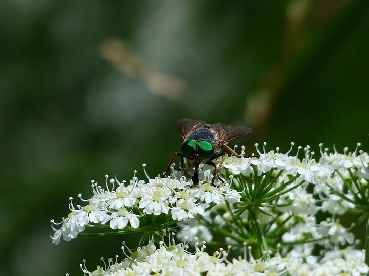 rinderbremse, olhos verdes, olho composto verde, inseto, Tabanus bovinus, arte de voar, freio