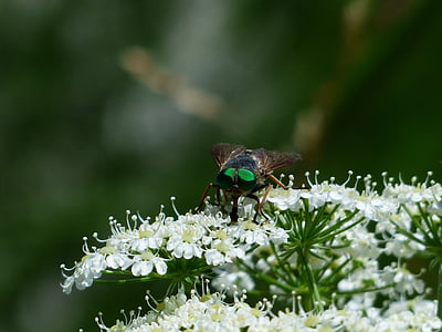 rinderbremse, ochii verzi, ochi compus verde, insectă, Tabanus bovinus, zbura arta, frână