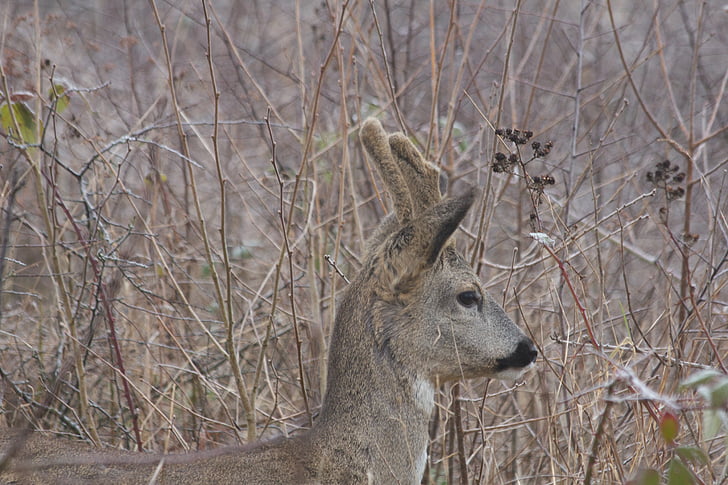 roe deer, fauna, wild animal, winter