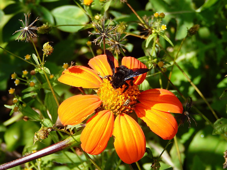 çiçek, alan, böcek, Arı, yaban-arısı