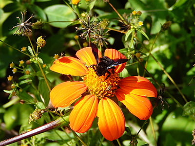 flor, campo, insectos, abeja, abejorro