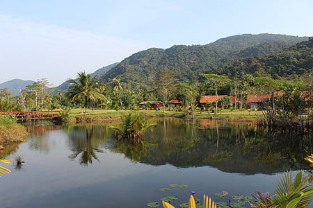 jezero, deštný prales, Palmové stromy, řeka, dlaně, džungle, Tropical