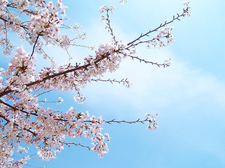 Kirsche, Kirschblüten, Japan, Sakura, Rosa, Blumen, Frühling