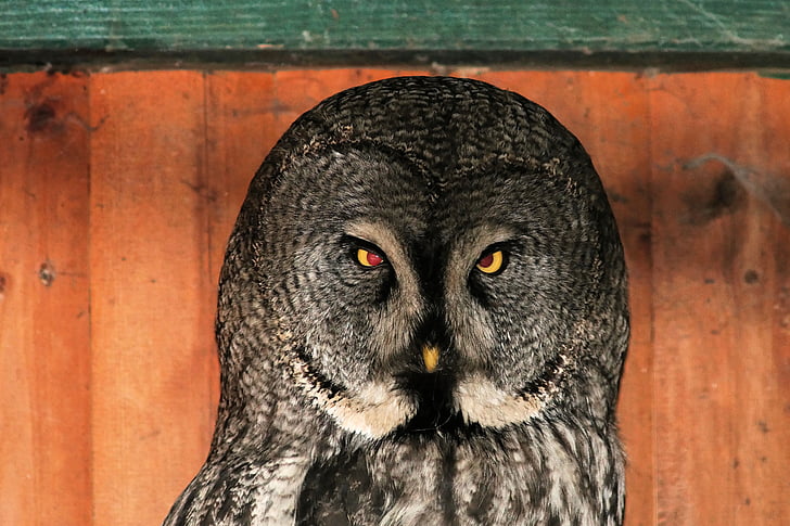 owl, bird, night active, portrait, eyes, feather