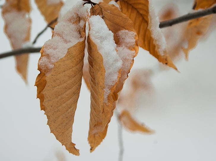 leaves, snow, winter, close-up, food and drink, no people, food