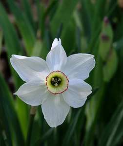Narcizas, gėlė, makro, žydėti, žiedų, Pavasario gėlė, sodas