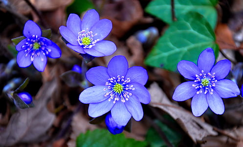 hepatica nobilis, spring, blue, nature, flower, plant, purple