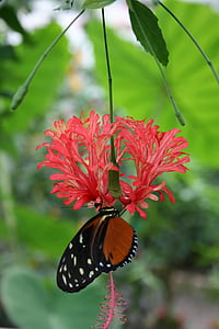 borboleta, flor, verde, fonte de alimentação