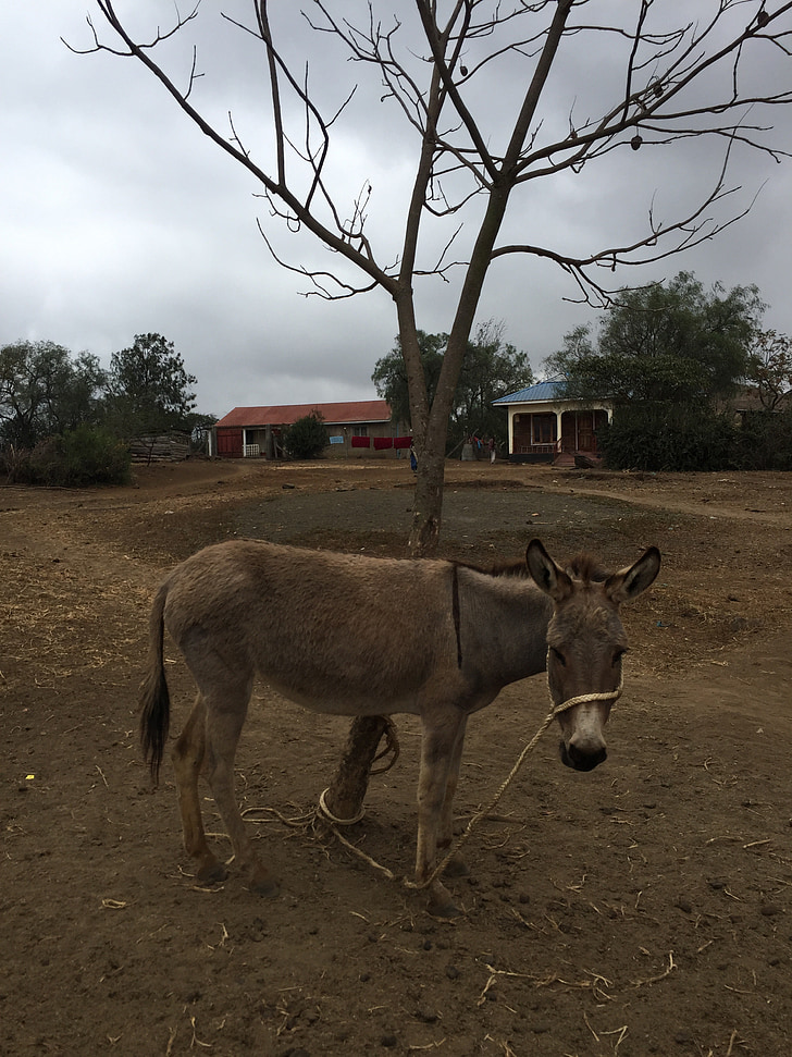 donkey, wood, country, farm, livestock, animal