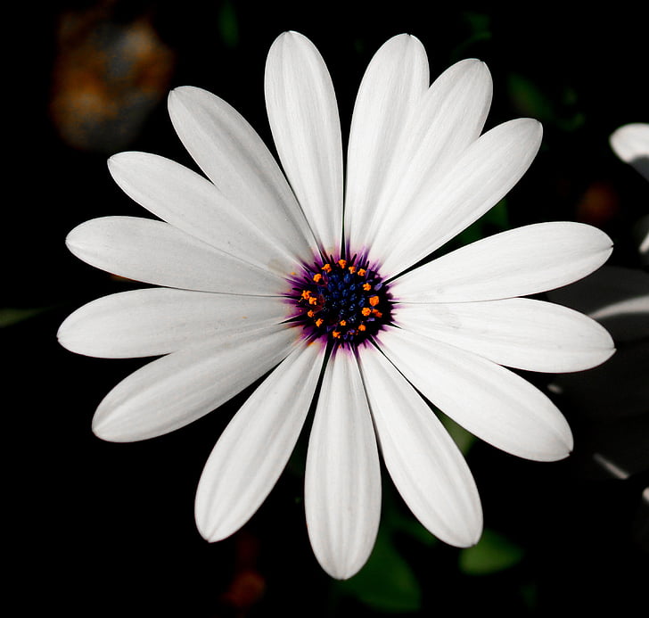 lill, valge, valge lill, loodus, õis, Bloom, taim