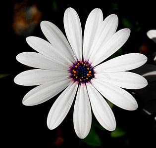 flor, Blanco, flor blanca, naturaleza, flor, floración, planta