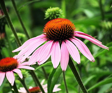 콘 꽃, echinacea, 핑크, 영국 정원, 자연, coneflower, 꽃