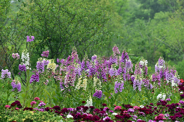 rehmannia glutinosa, flower, spring, grassland, park, trees, purple