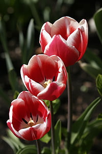 blomster, Tulipaner, planter, blomstermotiver, blomstrende, farverige, haven