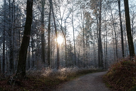 skov, væk, landskab, vinter, solrig, Trail, træ