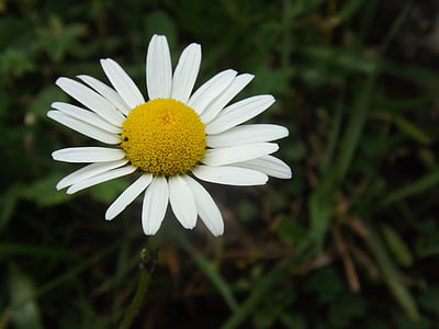 Margaret, kvet, Príroda, žltá, makro, biela
