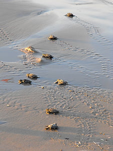 havskildpadder, skildpadder, vand, Ocean, havet, skildpadde, krybdyr