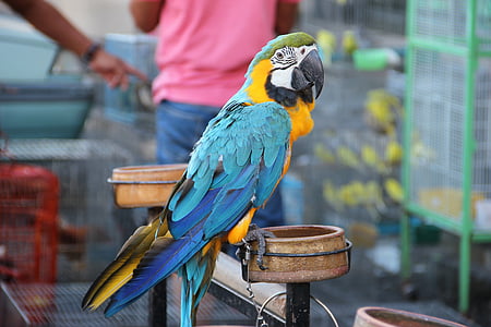 папагал, птица, екзотични, цвят, домашен любимец, ара, животните