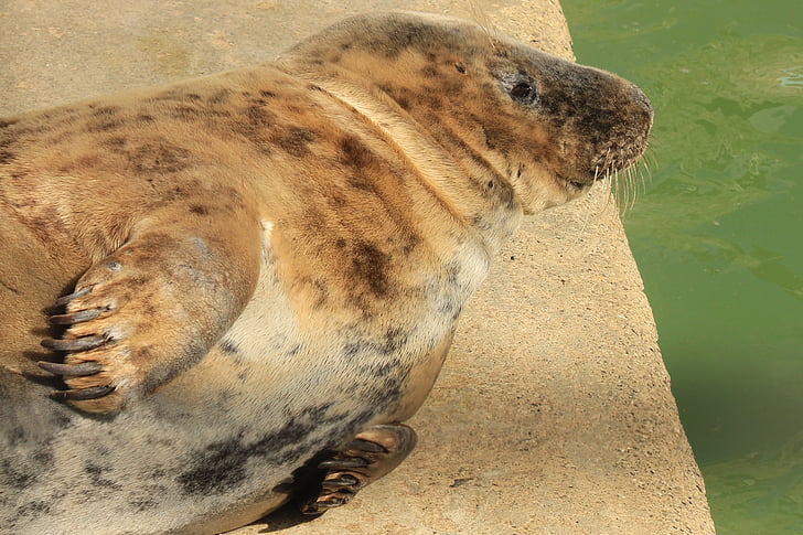 seal, basking, animal, wildlife