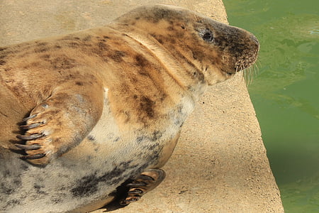 Seal, reuzenhaai, dier, dieren in het wild