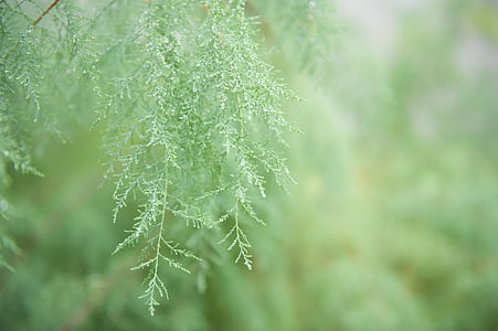 vegetation, green, nature, plant, macro, background, close-up