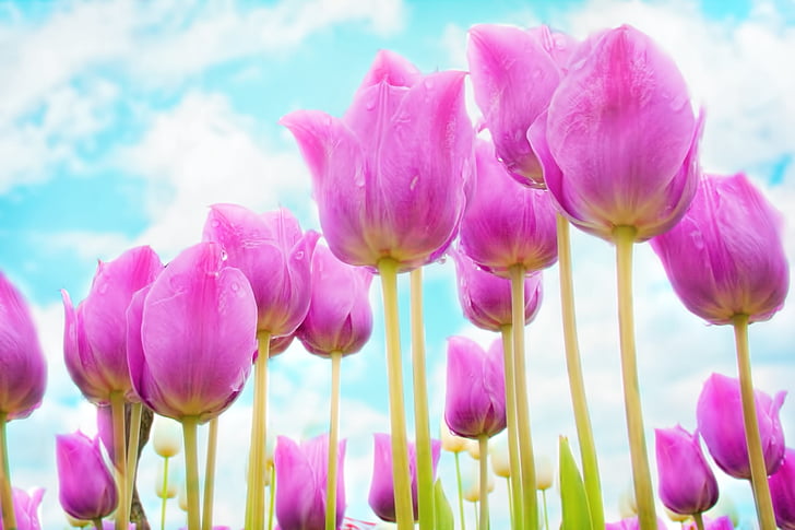 tulipán, rózsaszín, tavaszi, virágok, Bloom, kert, friss
