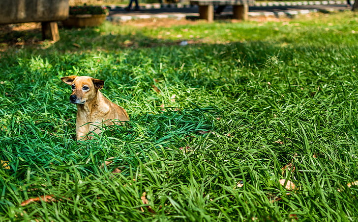 pies, sam, zielony, trawa, trawnik, wiosna, bezpańskich psów