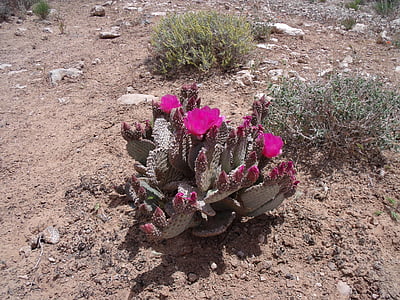 kaktus, poušť, Nevada, Příroda, květ, závod