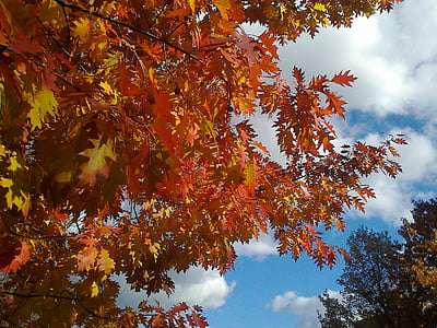 autumn, fall foliage, golden autumn, leaves, colorful, red, emerge