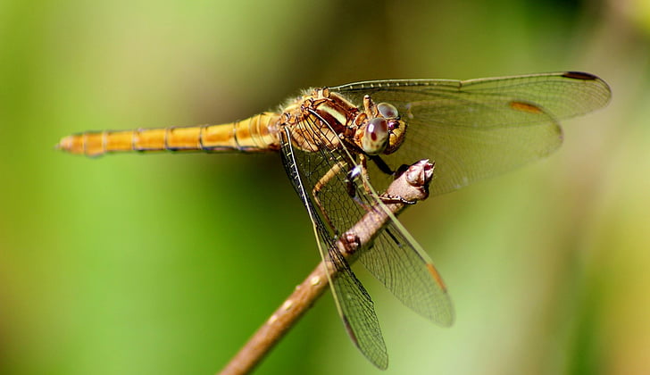Dragonfly, insect, macro, natuur, één dier, dier wildlife, dieren in het wild