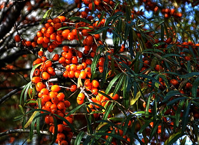 seleniu řešetlákový, natura, copac fructe, boabe, cătină albă, Red, fructe