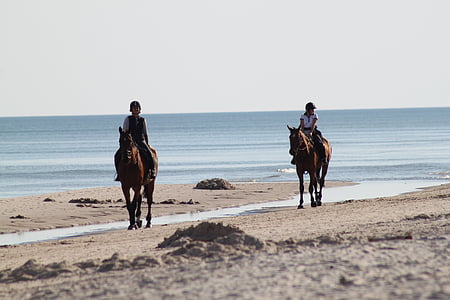 horses, horse, sand, konik, safety, riding, horseback Riding