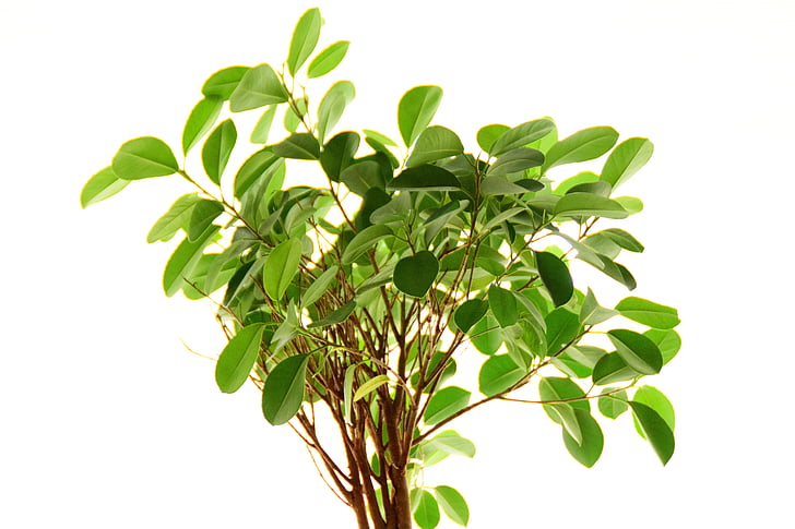 Ficus, Anlage, Blätter, in der Nähe, Blatt, Natur, Grün