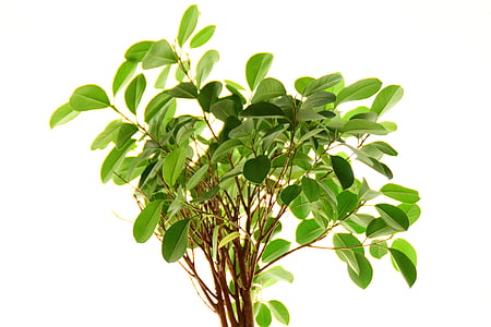 Ficus, Anlage, Blätter, in der Nähe, Blatt, Natur, Grün