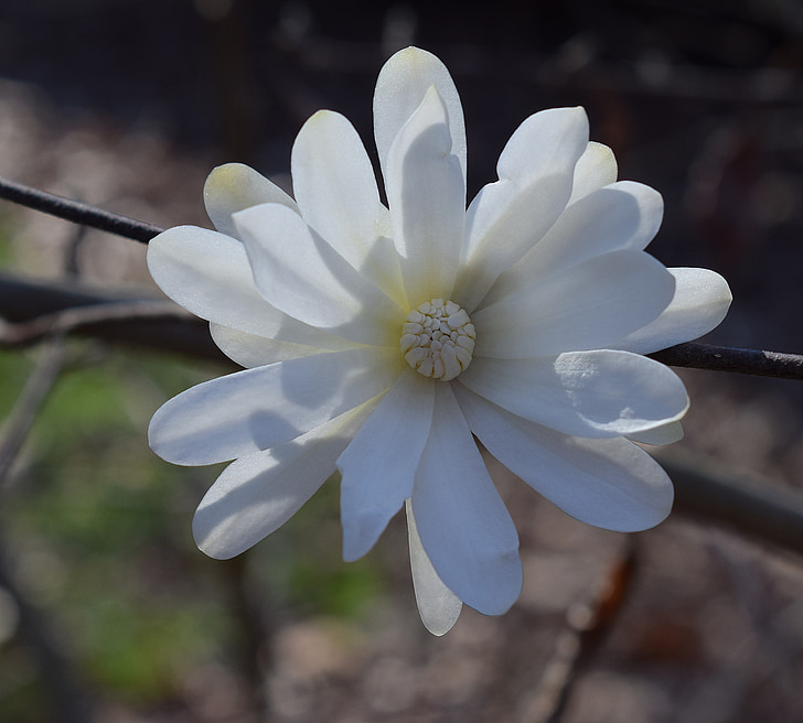 Star magnolia, Magnolia, puu, kasvi, Puutarha, Luonto, kevään