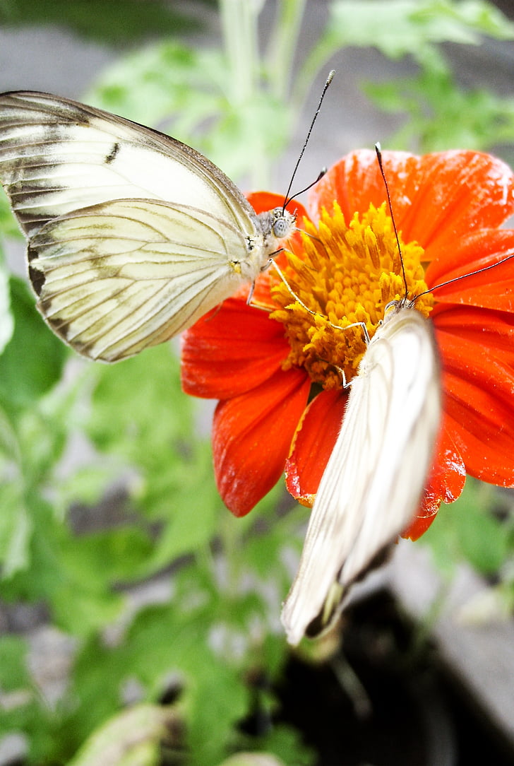 bướm, Thiên nhiên, Sân vườn, bướm, đôi cánh, Hoa