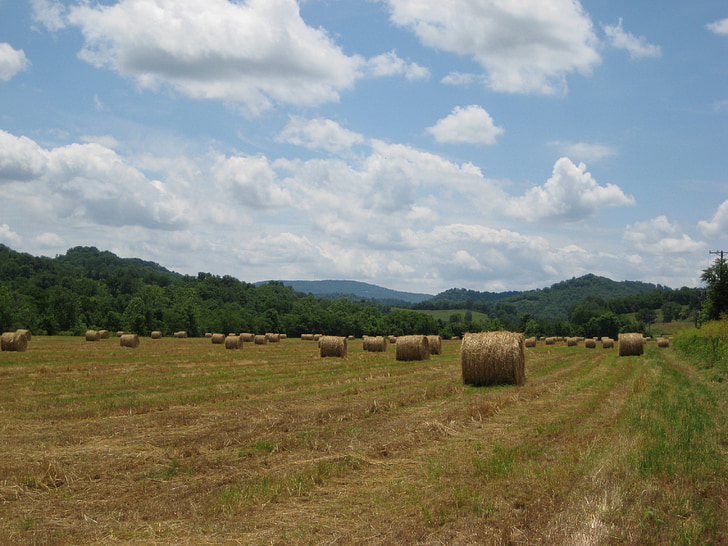 bidang, Hay, langit, panen, pertanian, jerami, pedesaan