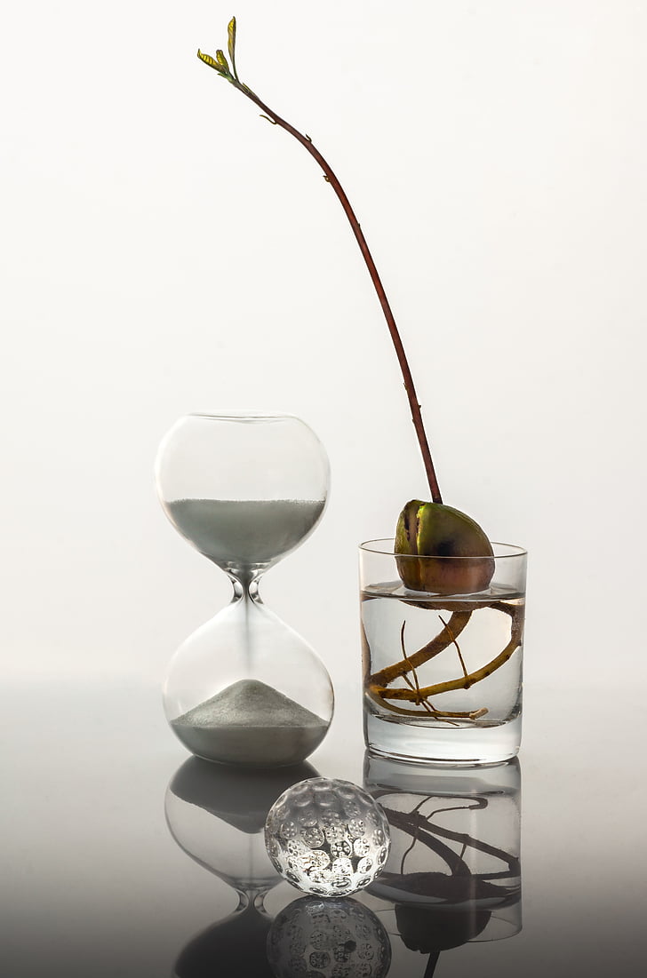 time, glass, sprout, white, sand, clock, studio shot