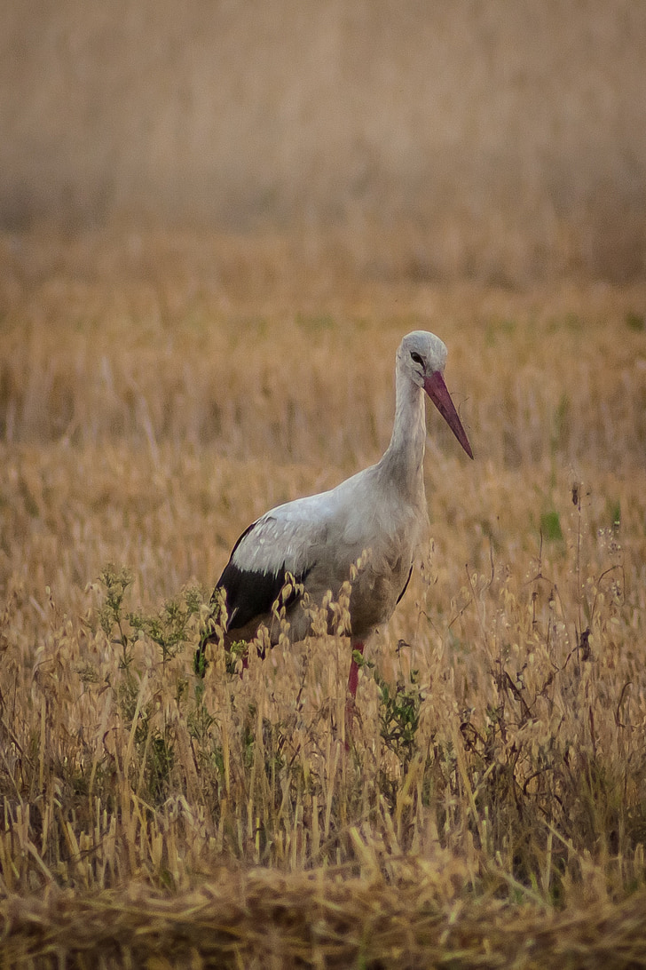 Stork, fuglen, landsbyen, hvit stork, feltet, natur