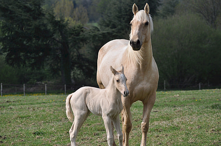 horses, mare, colt, white, farm, domestic, mammal